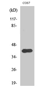 AMID Polyclonal Antibody – Figure 1 of 1