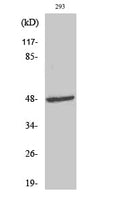 ARK-1 Polyclonal Antibody – Figure 1 of 1