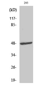 ARK-1 Polyclonal Antibody – Figure 1 of 1