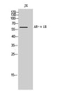 AR- Alpha1B Polyclonal Antibody – Figure 1 of 1