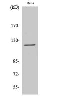 Atrophin-1 Polyclonal Antibody – Figure 1 of 1