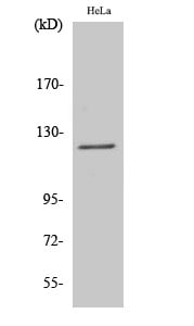 Atrophin-1 Polyclonal Antibody – Figure 1 of 1