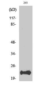 Bad Polyclonal Antibody – Figure 1 of 1