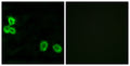 BAI-1 Polyclonal Antibody – Figure 1 of 1