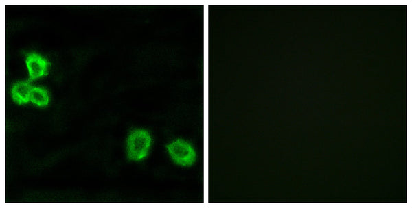 BAI-1 Polyclonal Antibody – Figure 1 of 1