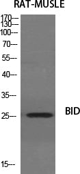 BID Polyclonal Antibody – Figure 1 of 1