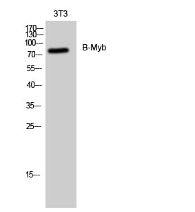 B-Myb Polyclonal Antibody – Figure 1 of 1