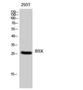 BSX Polyclonal Antibody – Figure 1 of 1