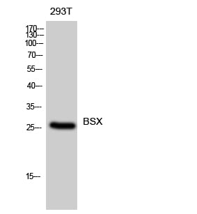 BSX Polyclonal Antibody – Figure 1 of 1