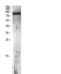 C7 Polyclonal Antibody – Figure 1 of 1