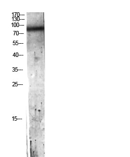 C7 Polyclonal Antibody – Figure 1 of 1