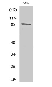 Cadherin-7 Polyclonal Antibody – Figure 1 of 1