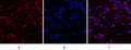 Caspase-3 Polyclonal Antibody – Figure 1 of 1