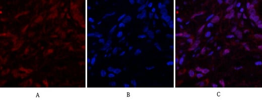 Caspase-3 Polyclonal Antibody – Figure 1 of 1