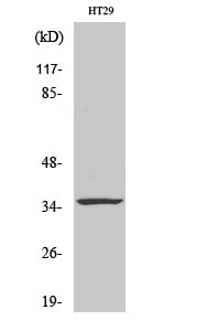 Caspase-7 Polyclonal Antibody – Figure 1 of 1