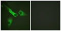 Caspase-9 Polyclonal Antibody – Figure 1 of 1