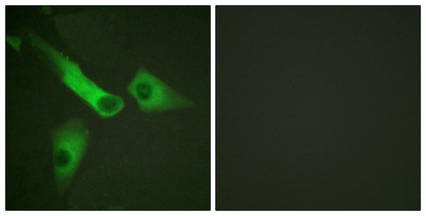 Caspase-9 Polyclonal Antibody – Figure 1 of 1