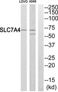 CAT-4 Polyclonal Antibody – Figure 1 of 1