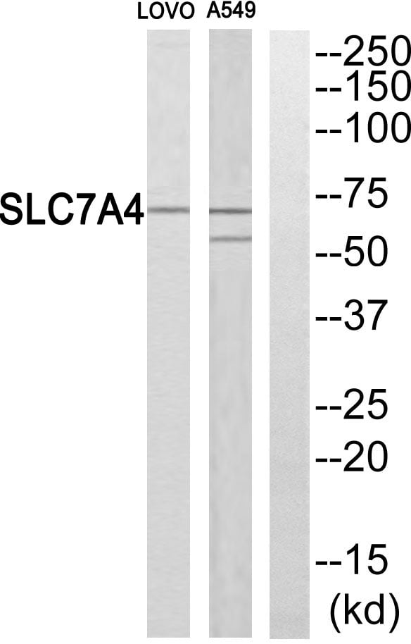 CAT-4 Polyclonal Antibody – Figure 1 of 1
