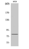 CBP80 Polyclonal Antibody – Figure 1 of 1