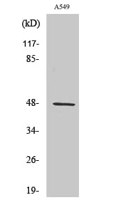 CCK-BR Polyclonal Antibody – Figure 1 of 1