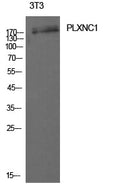CD232 Polyclonal Antibody – Figure 1 of 1