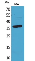 CD300g Polyclonal Antibody – Figure 1 of 1