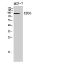 CD36 Polyclonal Antibody – Figure 1 of 1