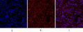 CD44 Polyclonal Antibody – Figure 1 of 1