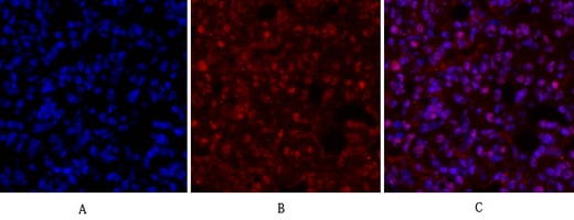 CD44 Polyclonal Antibody – Figure 1 of 1