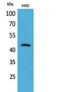 CD48 Polyclonal Antibody – Figure 1 of 1