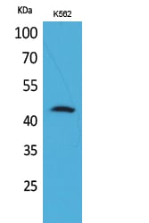CD48 Polyclonal Antibody – Figure 1 of 1
