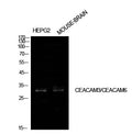 CD55 Polyclonal Antibody – Figure 1 of 1