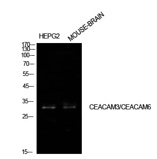 CD55 Polyclonal Antibody – Figure 1 of 1