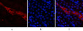 CD56 Polyclonal Antibody – Figure 1 of 1