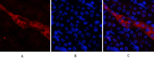 CD56 Polyclonal Antibody – Figure 1 of 1