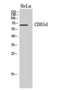 CD6 Polyclonal Antibody – Figure 1 of 1