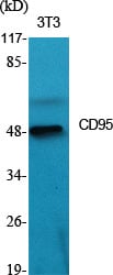 CD59 Polyclonal Antibody – Figure 1 of 1