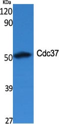CD58 Polyclonal Antibody – Figure 1 of 1
