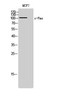CD63 Polyclonal Antibody – Figure 1 of 1