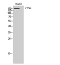 CD55 Polyclonal Antibody – Figure 1 of 1