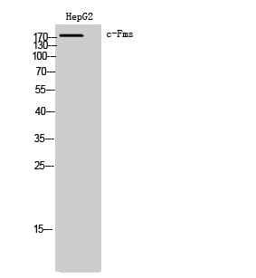 CD55 Polyclonal Antibody – Figure 1 of 1