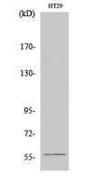 CD55 Polyclonal Antibody – Figure 1 of 1