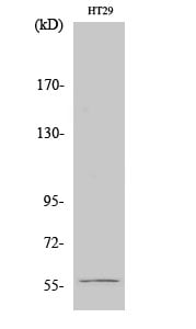 CD55 Polyclonal Antibody – Figure 1 of 1