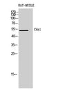 CD58 Polyclonal Antibody – Figure 1 of 1