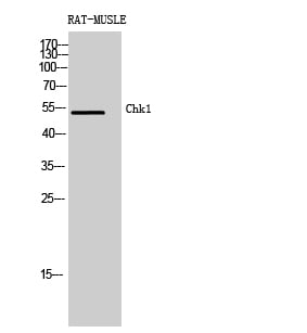 CD58 Polyclonal Antibody – Figure 1 of 1