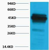 CD63 Polyclonal Antibody – Figure 1 of 1