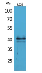 CD58 Polyclonal Antibody – Figure 1 of 1