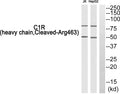 CD55 Polyclonal Antibody – Figure 1 of 1