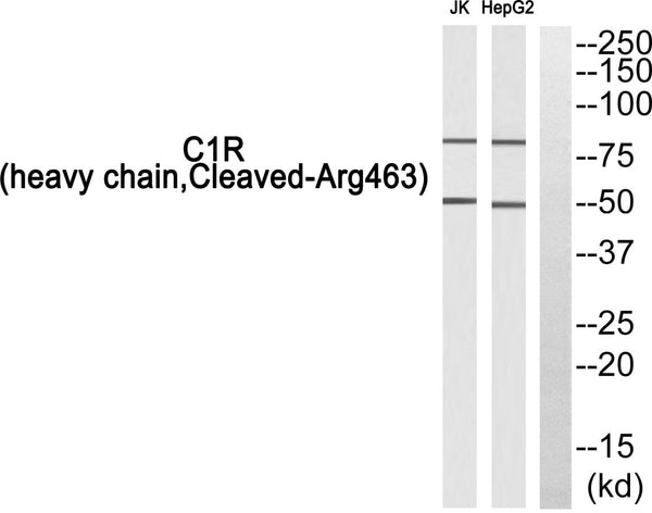 CD55 Polyclonal Antibody – Figure 1 of 1